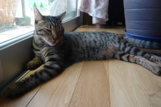 f:id:nekonohanashi:20110629115533j:image