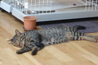 f:id:nekonohanashi:20110629121213j:image