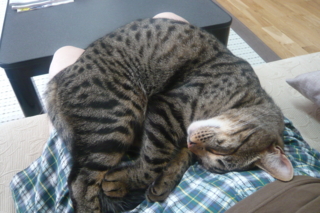 f:id:nekonohanashi:20110719134525j:image