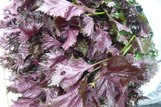 f:id:nekonohanashi:20110804071054j:image