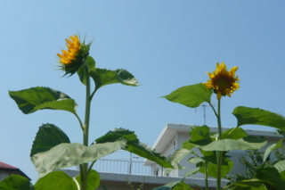 f:id:nekonohanashi:20110811102519j:image