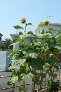 f:id:nekonohanashi:20110811102530j:image