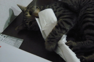 f:id:nekonohanashi:20110819174530j:image