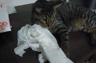 f:id:nekonohanashi:20110819174735j:image