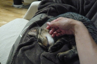 f:id:nekonohanashi:20110907202854j:image