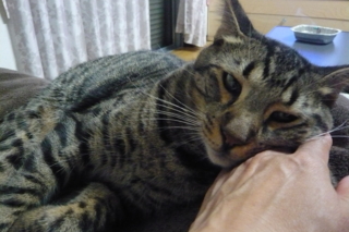 f:id:nekonohanashi:20110912202137j:image
