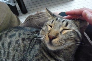f:id:nekonohanashi:20110912202920j:image
