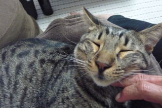 f:id:nekonohanashi:20110912202929j:image