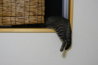 f:id:nekonohanashi:20110914185537j:image