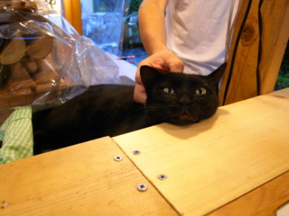 f:id:nekonohanashi:20110916170104j:image