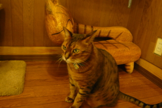 f:id:nekonohanashi:20110917091755j:image