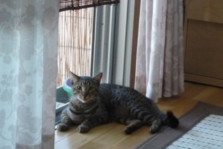 f:id:nekonohanashi:20110919064511j:image