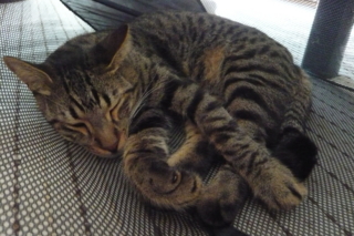 f:id:nekonohanashi:20110919140531j:image