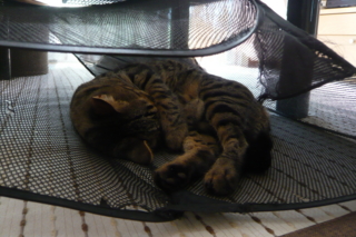f:id:nekonohanashi:20110919140607j:image