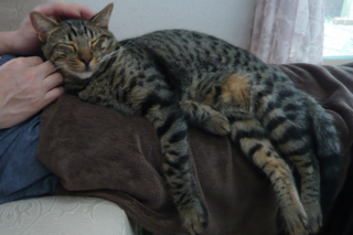 f:id:nekonohanashi:20110920131938j:image f:id:nekonohanashi:20110920131938j:image
