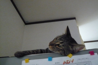 f:id:nekonohanashi:20110925115917j:image f:id:nekonohanashi:20110925115917j:image