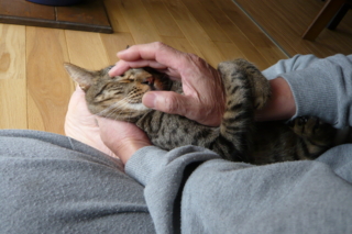 f:id:nekonohanashi:20111003122940j:image