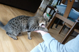 f:id:nekonohanashi:20111003123111j:image