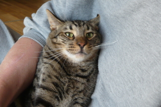 f:id:nekonohanashi:20111003123304j:image