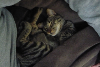 f:id:nekonohanashi:20111003214610j:image