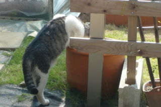 f:id:nekonohanashi:20111008132555j:image