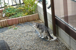 f:id:nekonohanashi:20111011142847j:image