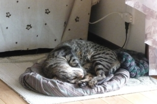 f:id:nekonohanashi:20111011144537j:image