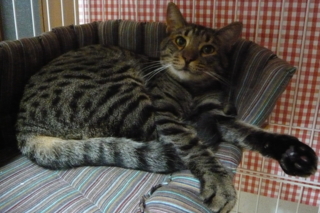 f:id:nekonohanashi:20111014193519j:image f:id:nekonohanashi:20111014193519j:image