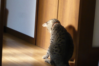 f:id:nekonohanashi:20111016152642j:image