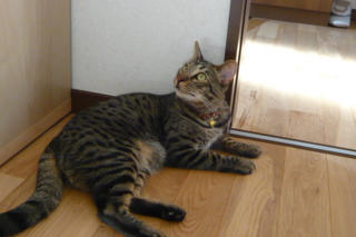 f:id:nekonohanashi:20111016152830j:image