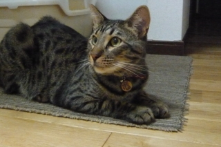 f:id:nekonohanashi:20111016180820j:image