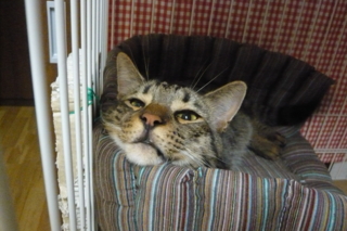 f:id:nekonohanashi:20111016192943j:image