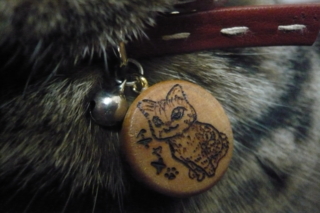 f:id:nekonohanashi:20111019221239j:image