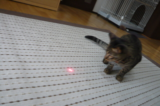 f:id:nekonohanashi:20111020073510j:image
