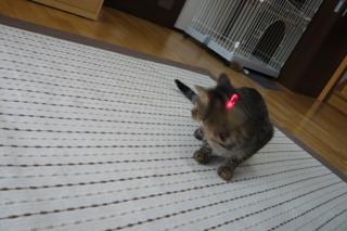 f:id:nekonohanashi:20111020073514j:image