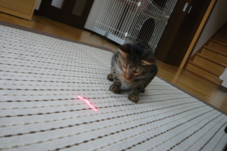 f:id:nekonohanashi:20111020073531j:image