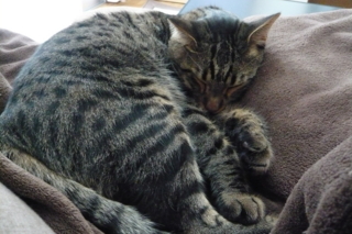 f:id:nekonohanashi:20111021085638j:image