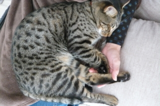 f:id:nekonohanashi:20111021100801j:image