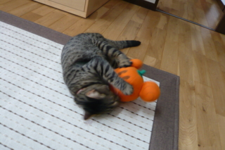 f:id:nekonohanashi:20111022085603j:image