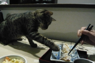 f:id:nekonohanashi:20111028190024j:image