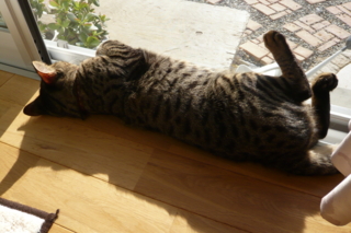 f:id:nekonohanashi:20111029135812j:image