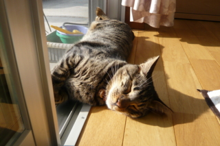 f:id:nekonohanashi:20111029140113j:image