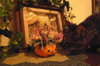 f:id:nekonohanashi:20111031171635j:image