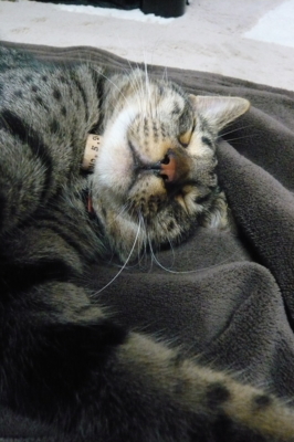 f:id:nekonohanashi:20111101182400j:image