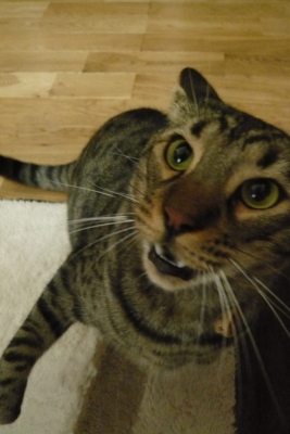 f:id:nekonohanashi:20111108094347j:image