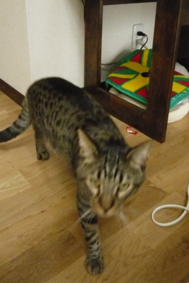 f:id:nekonohanashi:20111108094706j:image