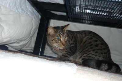 f:id:nekonohanashi:20111109175554j:image