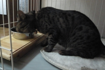 f:id:nekonohanashi:20111112063629j:image