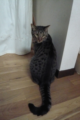 f:id:nekonohanashi:20111118081914j:image