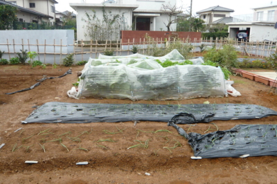 f:id:nekonohanashi:20111120081729j:image